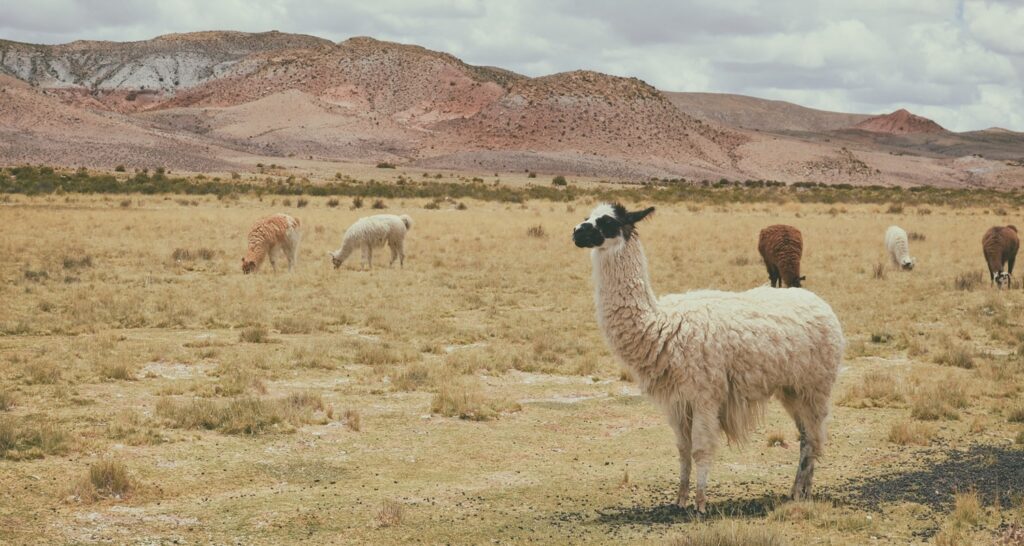 La Qualità della Lana di Alpaca